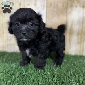 Cookie, Shih-Poo Puppy